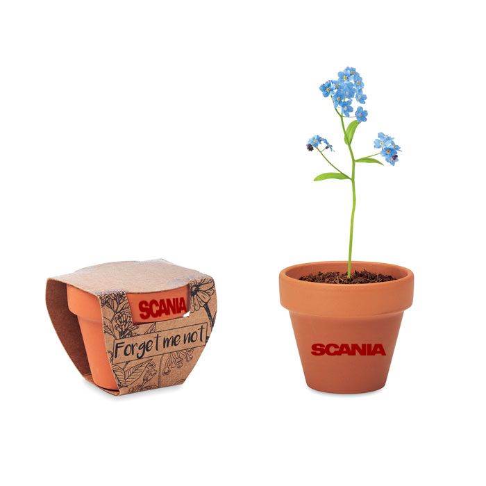 GiftRetail MO6146 - FORGET ME NOT Pot graines de myosotis