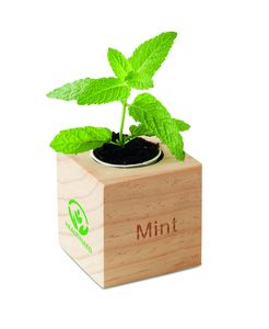 GiftRetail MO9337 - MENTA Pot en bois avec graine Menthe Wood